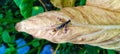 even in dry leaves there is insect life that breeding in wild life nature Royalty Free Stock Photo