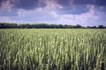 Even field of spikelets of wheat against the sky. Perfect plant similarity