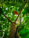 old leaves on jackfruit tree