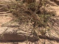 Landscapes of poor desert nature on the outskirts of Sharm el-Sheikh. Royalty Free Stock Photo