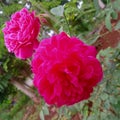 Even though these roses are different and have advantages, they are still the same type