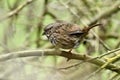 Sooty fox sparrow, Passerella iliaca, 2.