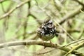 Sooty fox sparrow, Passerella iliaca, 6.