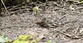 Sooty fox sparrow, Passerella iliaca, 1.
