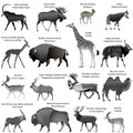 Even-toed ungulates animals