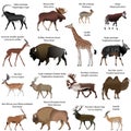 Even-toed ungulates animals