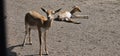 Blackbuck (Antilope cervicapra) in a zoo and animal park