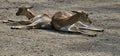 Blackbuck (Antilope cervicapra) in a zoo and animal park