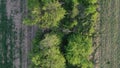 Evening aerial flight above spring field balk boundary, top down view, 4K