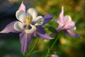 Evening aquilegia.