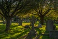 Evening atmosphere in the North Sheen cemetery