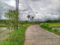 evening atmosphere of the road with rice fields on either side