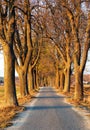 evening autumnal view ofrosd snd alley of lime trees