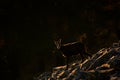 Evening back light. Chamois, Rupicapra rupicapra, in the stone hill, grey rock in background, Studenec hill, Czech Republic, Anima