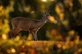 Evening back-light deer. Pampas Deer, Ozotoceros bezoarticus, sitting in the green grass, Pantanal, Brazil. Wildlife scene from na