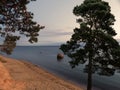 evening on Baltic sea  pine tree on the sandy beach at night late sunset on the sea Royalty Free Stock Photo