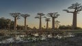 Evening on the baobab alley. The golden hour. Royalty Free Stock Photo