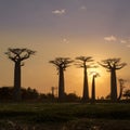 Evening in Baobab avenue Royalty Free Stock Photo