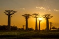 Evening in Baobab avenue Royalty Free Stock Photo