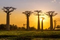 Evening at the Baobab avenue