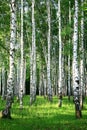 Evening beautiful birch grove in summer