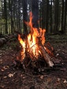 Evening beautiful bonfire of burning pine in the wild forest on autumn evening. Firewood burns orange flame. Smoking and charred Royalty Free Stock Photo