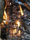 Evening beautiful bonfire of burning pine in the wild forest. Firewood burns orange flame. Red flame over hot coals of fireplace. Royalty Free Stock Photo