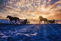 In the evening the beautiful winter, speeding horse-drawn sleigh. Royalty Free Stock Photo