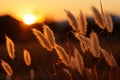 Evening beauty grass flower silhouette in the soft glow of sunset