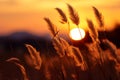 Evening beauty grass flower silhouette in the soft glow of sunset