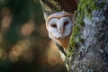 Evening with bird. Barn owl sitting on tree trunk at the evening with nice light near the nest hole. Wildlife scene from nature. A
