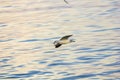 Evening Bird over wild sea