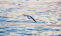 Evening Bird over wild sea