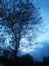 In evening bluey sky and tree