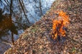 Evening bonfire on the bank of a forest stream