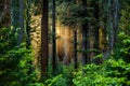 Evening Breaks Through Sequoia Grove Royalty Free Stock Photo