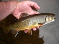 Evening Brook Trout Royalty Free Stock Photo