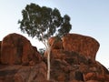 Evening close up of a ghost gum and the devil`s marbles in the northern territory at sunset Royalty Free Stock Photo