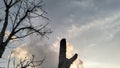 evening cloud branch tree sky evening wild