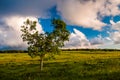 Evening clouds over tree in Big Meadows, Shenandoah National Park Royalty Free Stock Photo