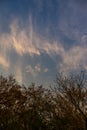 Evening cloudscape with yellow tint and trees