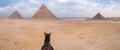 Evening desert and Giza pyramids with a horse on foreground, no tourists, near Cairo, Egypt. Royalty Free Stock Photo