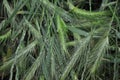 Fresh green grass with dew drops closeup. Abstract nature background Royalty Free Stock Photo