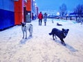 Evening dogs winter date stray couple snow