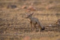 A bold indian fox pup Vulpes bengalensis