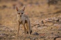 A bold indian fox pup Vulpes bengalensis