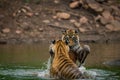 Tiger cubs fighting and playing in water with splash