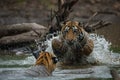 Tiger cubs fighting and playing in water with splash