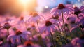 Evening Echinacea: Purple Coneflowers Tilt Their Heads to Catch the Last Golden Rays AI Generated