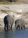 Elephants drinking by the Chobe River, Botswana Royalty Free Stock Photo